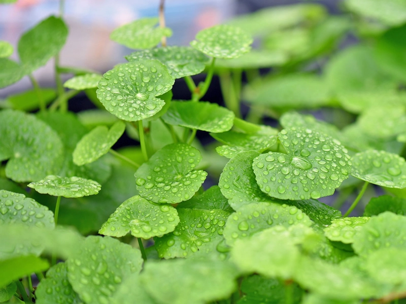 Brasilianischer Wassernabel - Hydrocotyle leucocephala